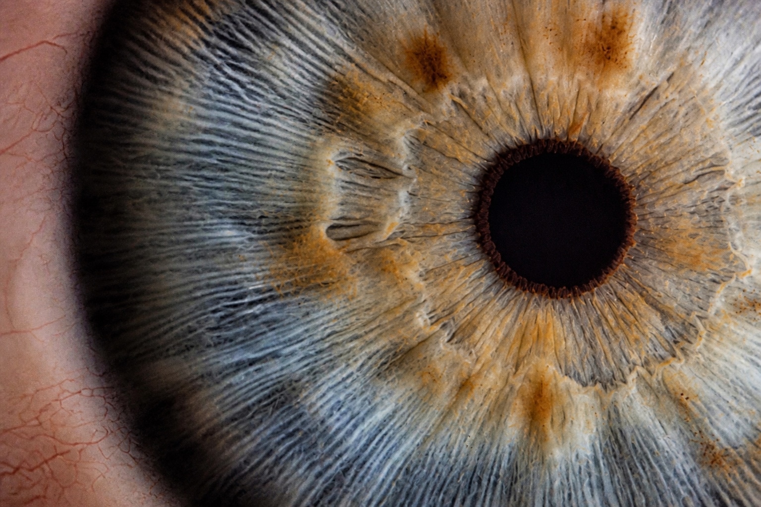 Close-up iris photograph for upload